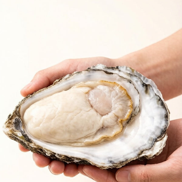 Premium Oyster